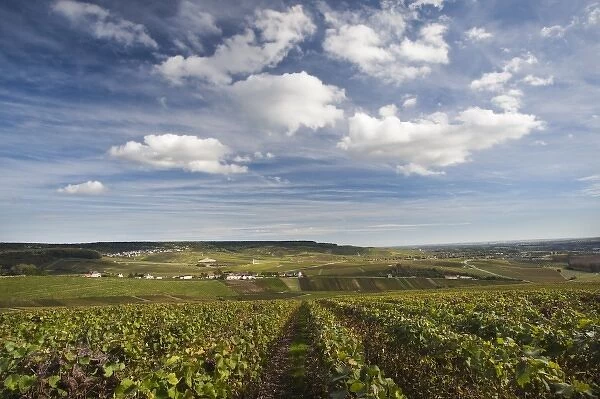France, Marne, Champagne Region, Hautvilliers, vineyards