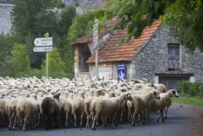 Framed Print : France, Midi-Pyrenees, Lot Department, Cahors, Cabrerets. Walking the sheep back Framed Print : France, Midi-Pyrenees, Lot Department, Cahors, Cabrerets. Walking the sheep back