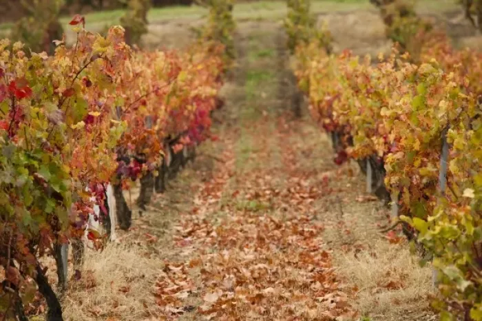 Framed Print : France, Midi-Pyrenees Region, Tarn Department, Gaillac, vineyard in autumn