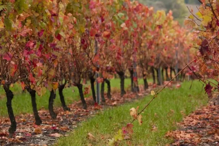 Framed Print : France, Midi-Pyrenees Region, Tarn Department, Ste-Croix, vineyards in autumn