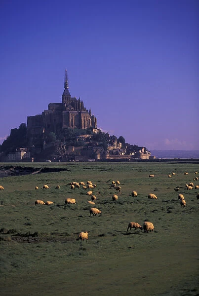 FRANCE, Normandy Mont St. Michel Morning with flock of sheep