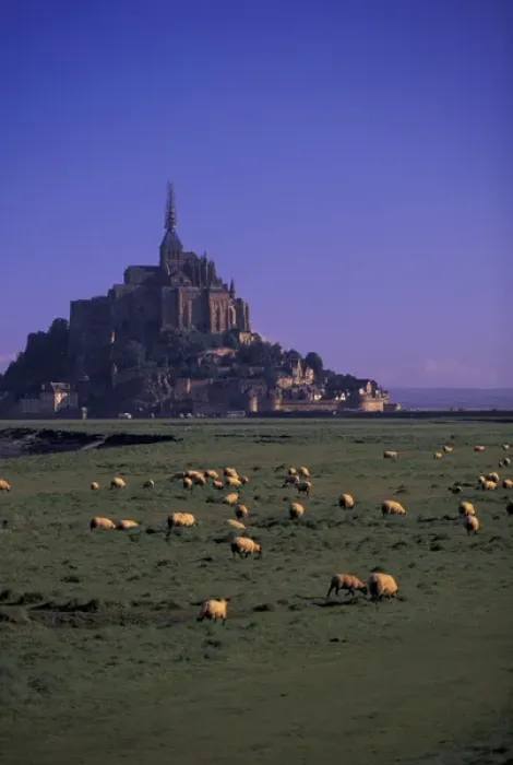 Framed Print : FRANCE, Normandy Mont St. Michel Morning with flock of sheep