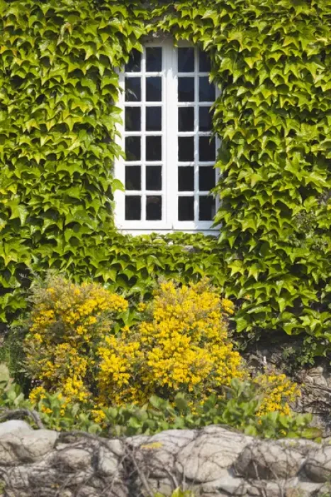 Framed Print : France, Normandy Region, Manche Department, St-Germain des Vaux, window detail Framed Print : France, Normandy Region, Manche Department, St-Germain des Vaux, window detail