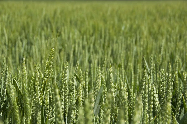 France, Normandy. Wheat field