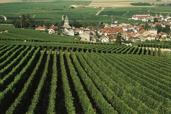 France, Oger, Marne Champagne, Vine field