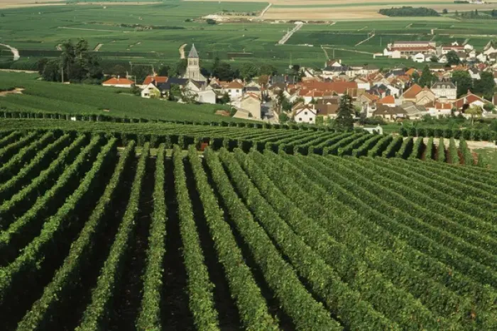 Framed Print : France, Oger, Marne Champagne, Vine field Framed Print : France, Oger, Marne Champagne, Vine field