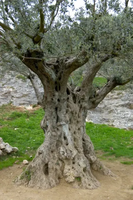Framed Print : 03. France, Pont du Gard, 1, 000 year old olive tree Framed Print : 03. France, Pont du Gard, 1, 000 year old olive tree