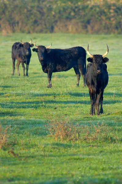 03. France, Provence, Camargue, three black bulls