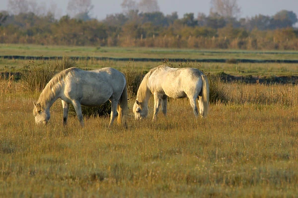 03. France, Provence, Camargue, two white wild horses