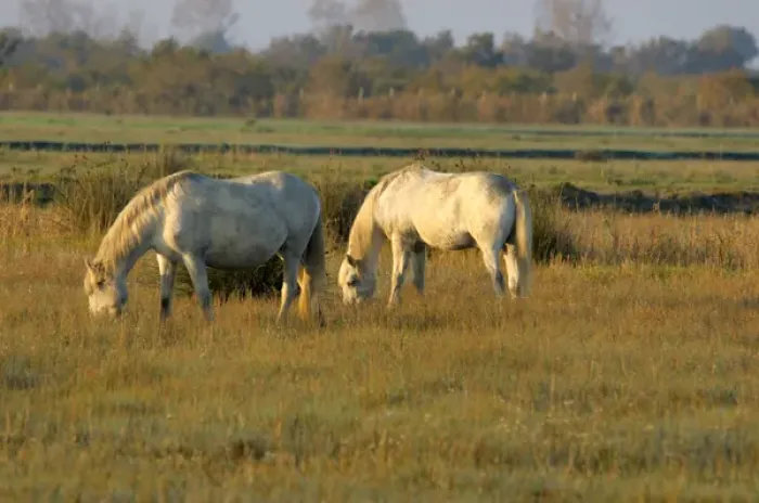 Framed Print : 03. France, Provence, Camargue, two white wild horses Framed Print : 03. France, Provence, Camargue, two white wild horses