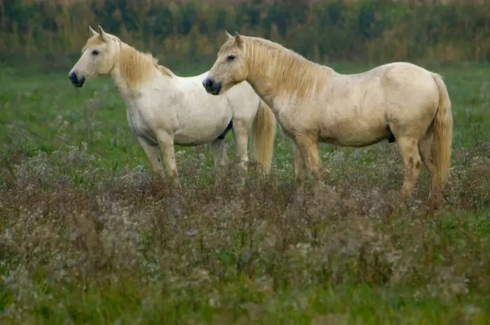 Framed Print : 03. France, Provence, Camargue, two white wild horses