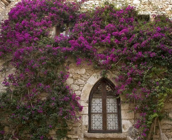 France, Provence, Eze. Bright pink bougainvillea surrounding a gothic- style window