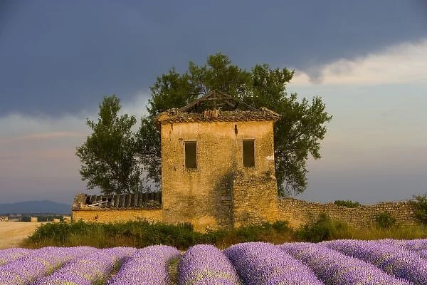 France, Provence. Field of lavender and abandoned structure near the village of Sault