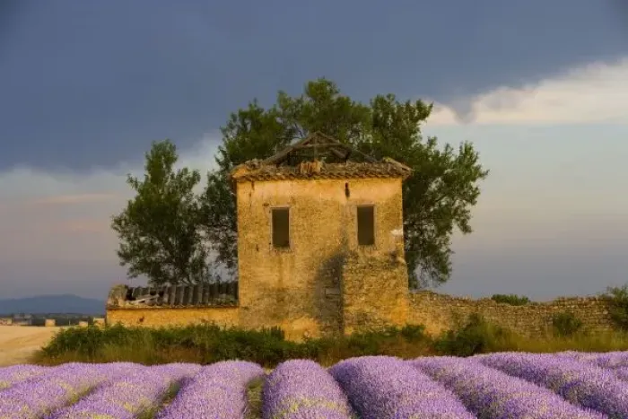 Framed Print : France, Provence. Field of lavender and abandoned structure near the village of Sault
