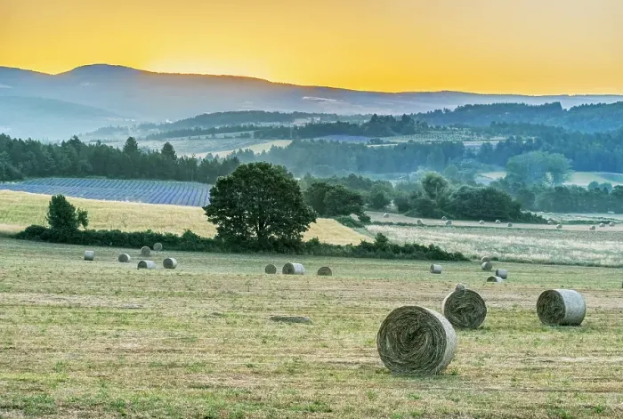 Framed Print : France, Provence. Hayfield sunrise near Sault
