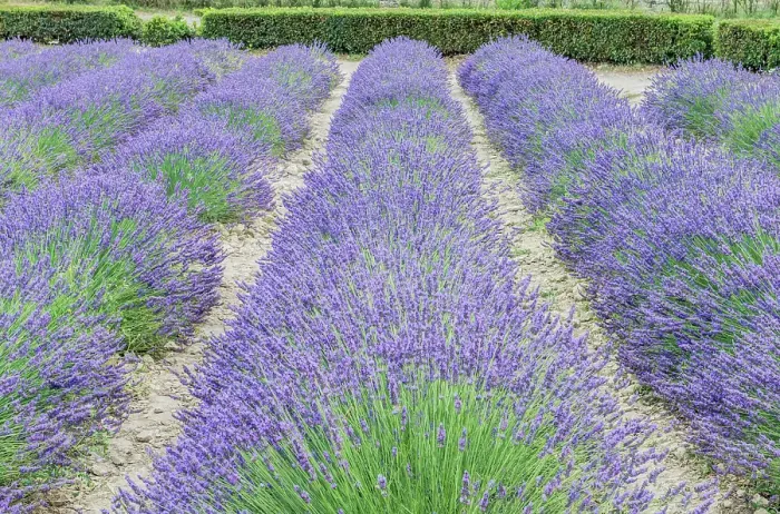 Framed Print : France, Provence. Lavender field near Gordes