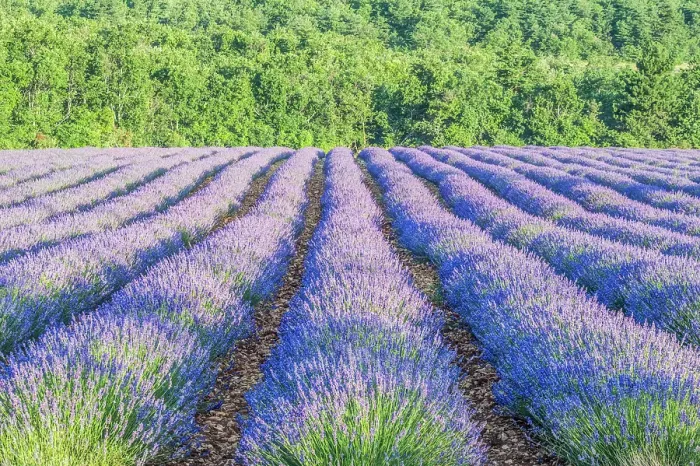 Framed Print : France, Provence. Lavender field near Sault