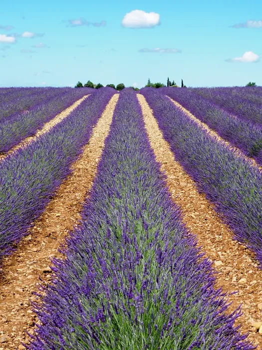 Framed Print : France, Provence. Lavender fields Framed Print : France, Provence. Lavender fields