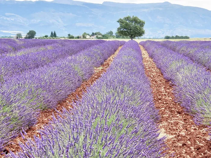 Framed Print : France, Provence. Lavender fields with lone tree Framed Print : France, Provence. Lavender fields with lone tree