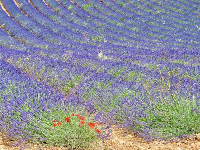 Framed Print : France, Provence. Lavender fields and poppies