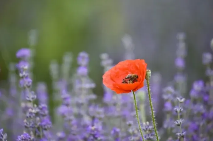 Framed Print : France, Provence. Lone poppy in field of lavender Framed Print : France, Provence. Lone poppy in field of lavender