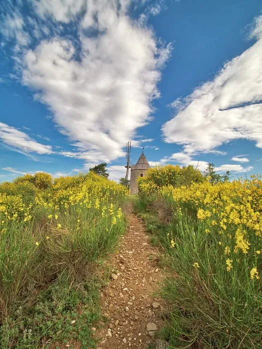 Framed Print : France, Provence. Montfuron Windmill (Moulin Saint-Elzear de Montfuron) with wildflowers. (Editorial Use Only) Framed Print : France, Provence. Montfuron Windmill (Moulin Saint-Elzear de Montfuron) with wildflowers. (Editorial Use Only)