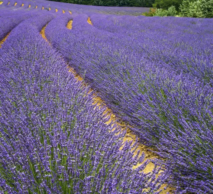Framed Print : France, Provence, Roussillon, lavender Framed Print : France, Provence, Roussillon, lavender