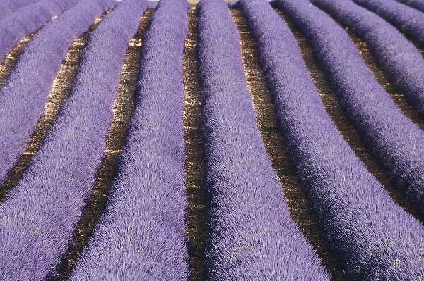 France, Provence. Rows of lavender in bloom