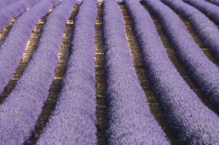 Framed Print : France, Provence. Rows of lavender in bloom Framed Print : France, Provence. Rows of lavender in bloom