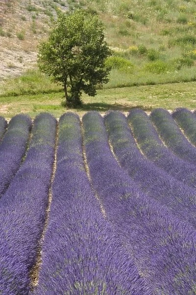 France, Provence. Rows of lavender in bloom