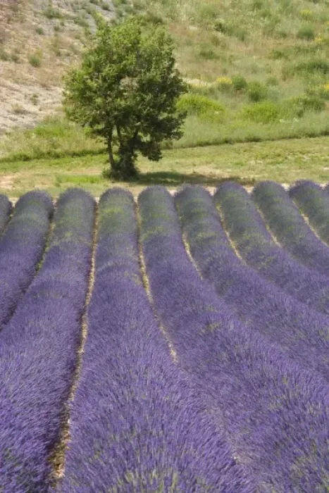 Framed Print : France, Provence. Rows of lavender in bloom Framed Print : France, Provence. Rows of lavender in bloom