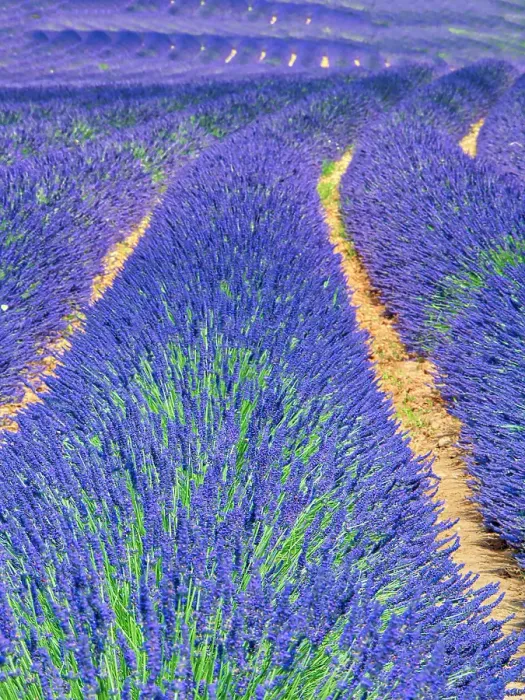 Framed Print : France, Provence. S-Cure pattern in the lavender Framed Print : France, Provence. S-Cure pattern in the lavender
