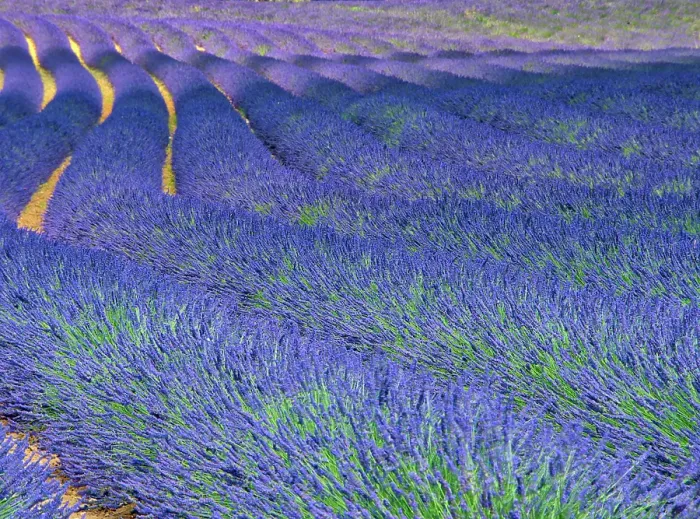 Framed Print : France, Provence. S-Cure pattern in the lavender Framed Print : France, Provence. S-Cure pattern in the lavender