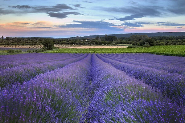 France, Provence, Salt, lavender field in full bloom