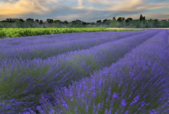 Framed Print : France, Provence, Salt, Lavender field at sunrise