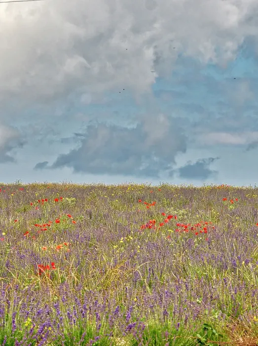 Framed Print : France, Provence, Sault, Hillsides of wildflowers Framed Print : France, Provence, Sault, Hillsides of wildflowers