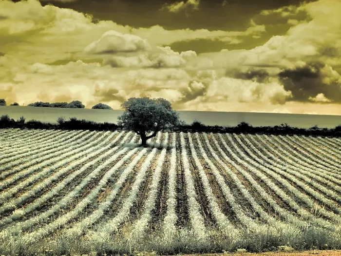 Framed Print : France, Provence, Sault. Lone tree and poppies Framed Print : France, Provence, Sault. Lone tree and poppies