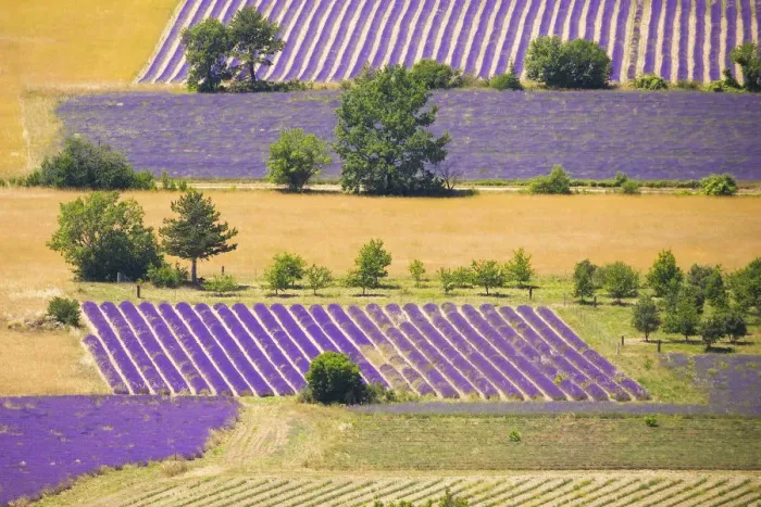 Framed Print : France, Provence, Sault Plateau. Overview of lavender crop patterns and wheat fields Framed Print : France, Provence, Sault Plateau. Overview of lavender crop patterns and wheat fields