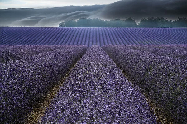 France, Provence, Valensole. Lavender fields and storm clouds