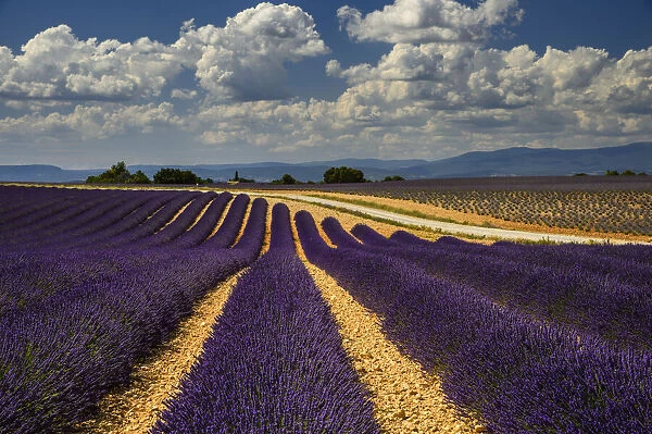 France, Provence, Valensole, lavender rows