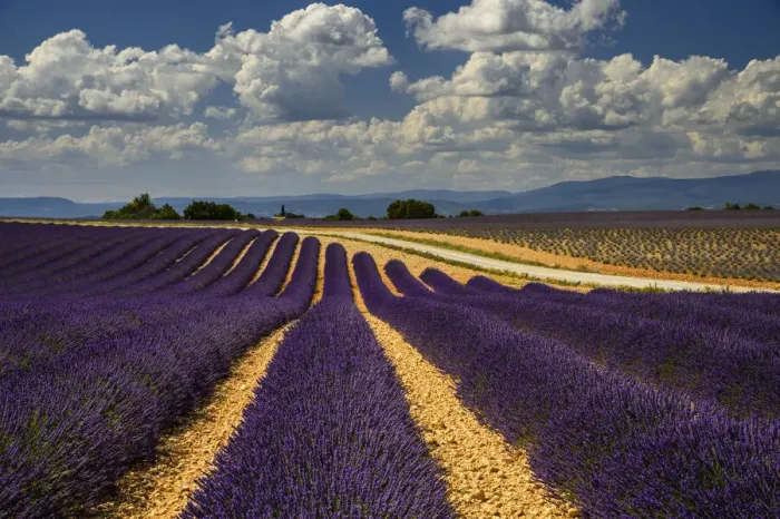 Framed Print : France, Provence, Valensole, lavender rows Framed Print : France, Provence, Valensole, lavender rows