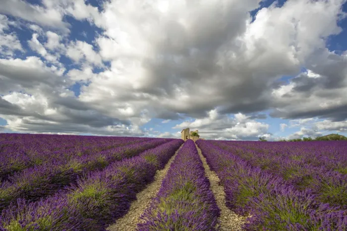 Framed Print : France, Provence, Valensole Plateau. Lavender rows and stone building ruin. Credit as Framed Print : France, Provence, Valensole Plateau. Lavender rows and stone building ruin. Credit as