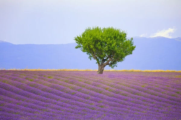 France, Provence, Valensole Plateau. Field of lavender and tree