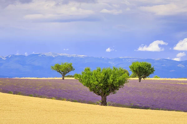 France, Provence, Valensole Plateau. Field of lavender and trees