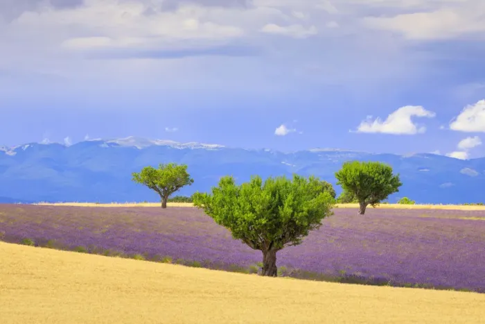 Framed Print : France, Provence, Valensole Plateau. Field of lavender and trees Framed Print : France, Provence, Valensole Plateau. Field of lavender and trees