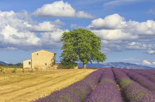 France, Provence, Valensole Plateau. Lavender rows and farmhouse