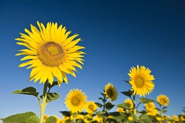 France, Provence, Valensole. Sunflowers stand tall against a blue sky