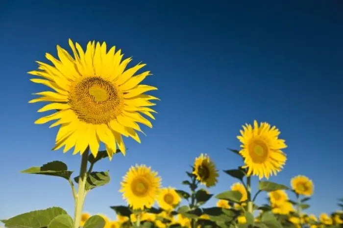 Framed Print : France, Provence, Valensole. Sunflowers stand tall against a blue sky Framed Print : France, Provence, Valensole. Sunflowers stand tall against a blue sky