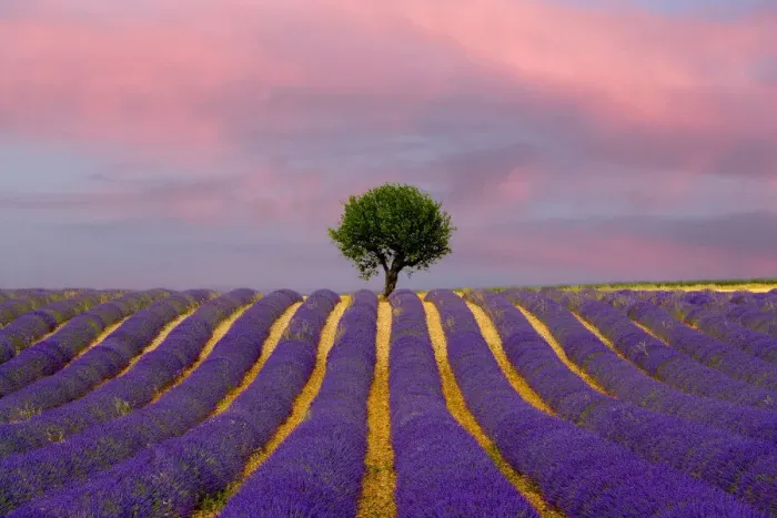 Framed Print : France, Provence, Valensole. Sunrise on lavender field and tree Framed Print : France, Provence, Valensole. Sunrise on lavender field and tree
