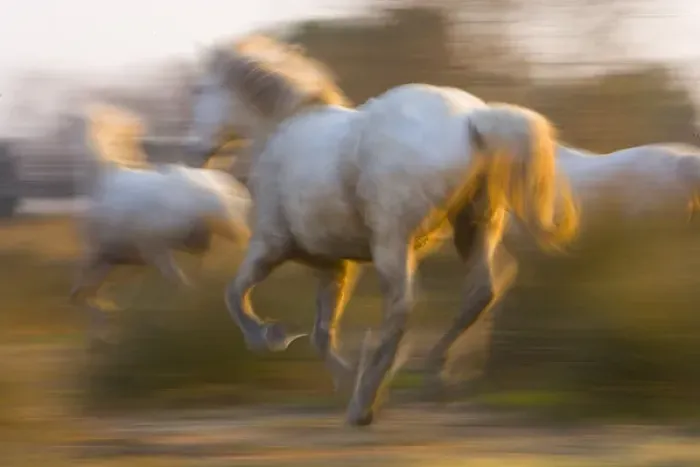 Framed Print : France, Provence. White Camargue horses highlighted by sunlight while running. Credit as